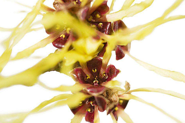 Witch Hazel