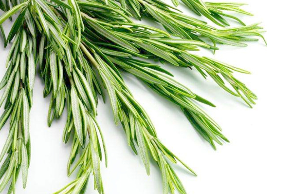 Rosemary