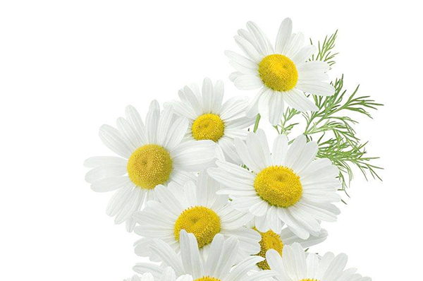 Chamomile